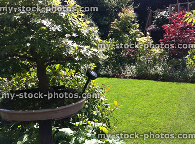 Stock image of bonsai tree beside newly turfed lawn, green grass