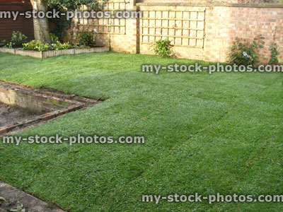 Stock image of raised lawn recently turfed with hardwearing grass turf