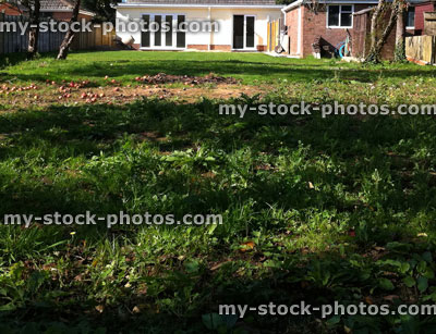 Stock image of lawn with lots of weeds, including dandelions