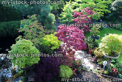 Stock image of Japanese maples in back garden, morning sunshine