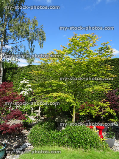 Stock image of oriental Japanese garden with maples, bamboo, lanterns, silver birch