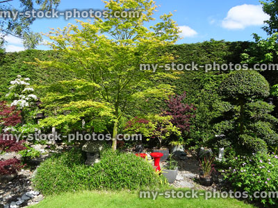 Stock image of Japanese garden with maples, cloud tree, pygmy bamboo