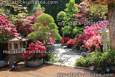 Stock image of beautiful Japanese garden, azaleas, lanterns, bonsai, stepping stones, decking