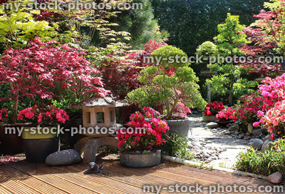 Stock image of decking, cloud tree, maples and azaleas in Japanese garden