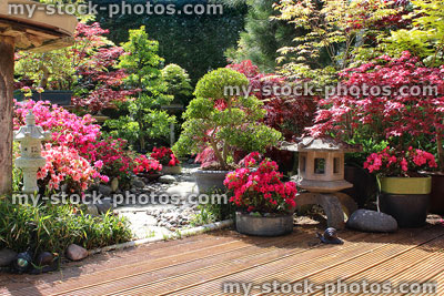 Stock image of grooved timber decking with Japanese lanterns, maples, azaleas
