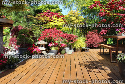 Stock image of garden with grooved decking and maples, colourful spring leaves