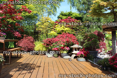 Stock image of wooden deck with potted plants, Japanese maples / acers