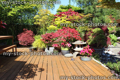 Stock image of decking in sunny back garden with Japanese maples / acers