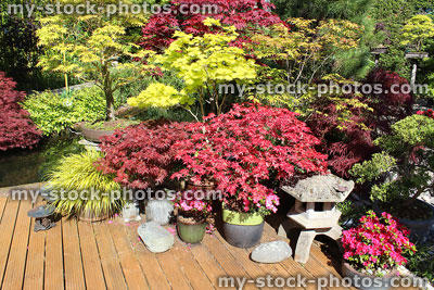 Stock image of small acers / maples on decking in back garden