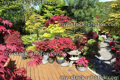 Stock image of Japanese garden with decking, maples, trees, colourful foliage