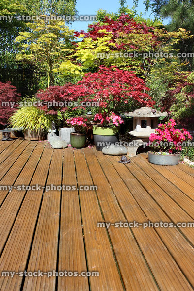 Stock image of garden decking perspective with pots of maples, azaleas