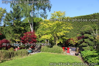 Stock image of evergreen Leylandii hedge in Japanese garden, maples, bamboo, silver birch