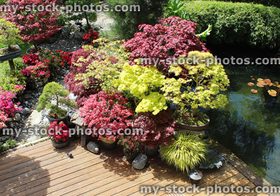 Stock image of Japanese maples in pots on decking, by garden pond
