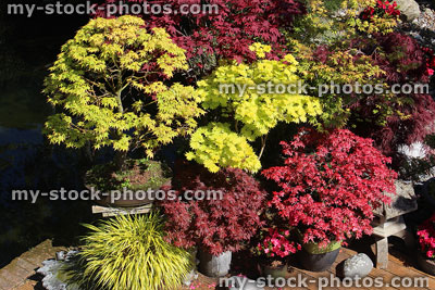 Stock image of pots of Japanese maples on grooved timber decking