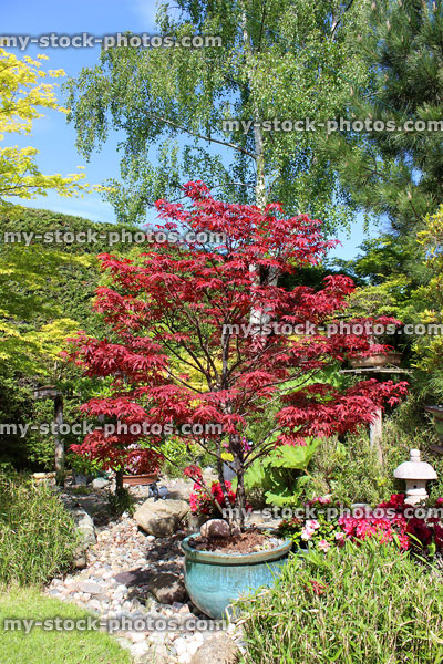 Stock image of red maple in blue pot, Japanese garden with acers