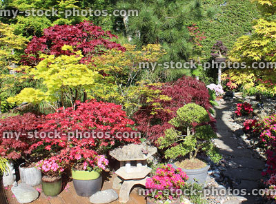 Stock image of Japanese maples (acers) with colourful spring leaves / foliage