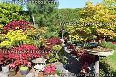 Stock image of Japanese garden with bonsai trees, maples (acers), granite lanterns