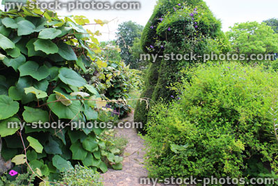 Stock image of crazy paving pathway in garden, kiwi fruit plant vine (Actinidia deliciosa)