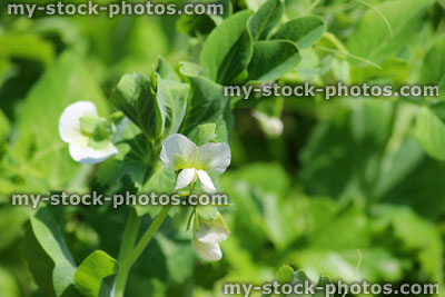 Stock image of garden pea plants in flower, in vegetable garden