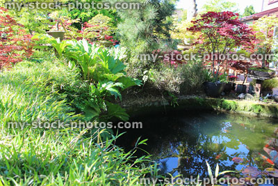 Stock image of koi pond with bamboo hedge, gunnera, Japanese maples