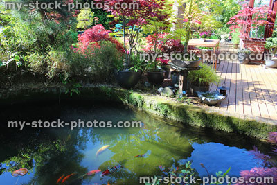 Stock image of large garden pond with koi carp fish, brick edging