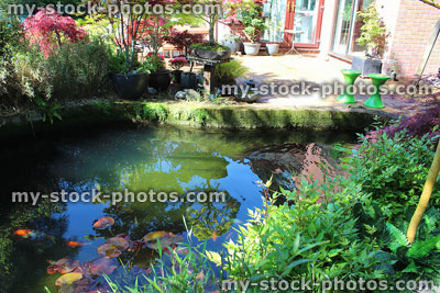 Stock image of koi pond by decking / maples, in Japanese garden