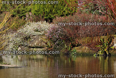 Stock image of winter garden, dogwood / cornus stems, heather, pond reflections