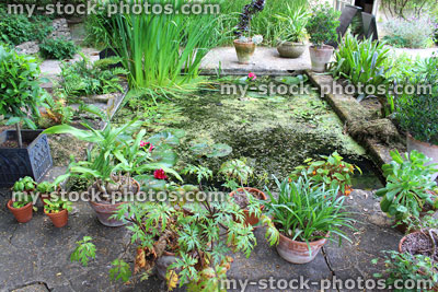 Stock image of small garden pond, water lilies, bog plants, flower / plant pots