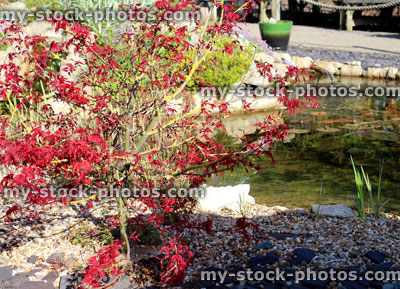 Stock image of garden fish pond and red Japanese maple