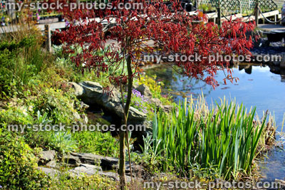 Stock image of garden fish pond and Japanese maple