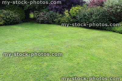 Stock image of fine lawn grass, freshly mown turf, lush green, garden shrubs