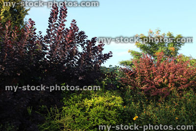 Stock image of shady garden with evergreen shrubs, green, purple, yellow