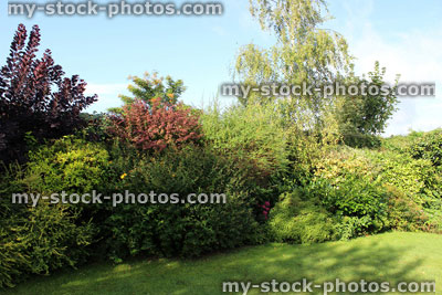 Stock image of evergreen shrubs in garden border, shady, shade, sunny