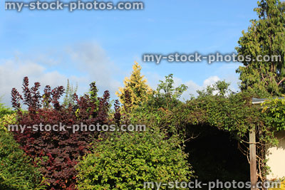 Stock image of sunny garden with evergreen shrubs, green, purple, yellow