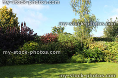 Stock image of evergreen shrubs in garden border, growing in shade