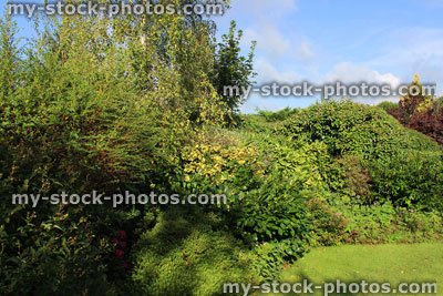 Stock image of evergreen shrubs in garden border, growing in shade