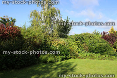 Stock image of evergreen shrubs in garden border, partial shade / sun