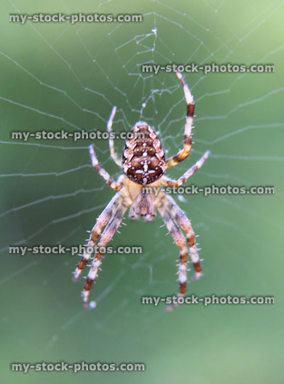 Stock image of European garden spider web / English cross spider / orbweaver / diadem