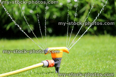 Stock image of garden sprinkler spraying water, watering lawn grass, flowers