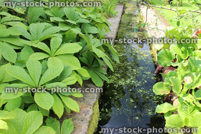 Stock image of small artificial stream leading to waterfall / pond, water gardens