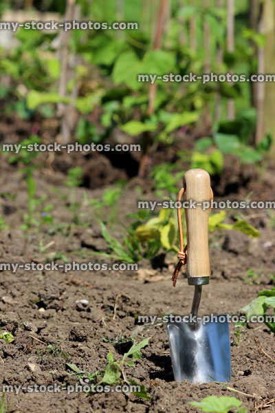 Stock image of garden trowel in vegetable garden allotment, hand trowel