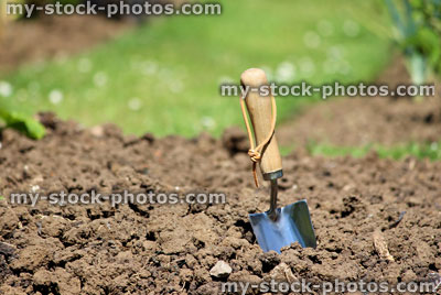 Stock image of garden trowel in vegetable garden allotment, hand trowel