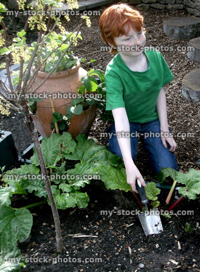 Stock image of boy weeding in a vegetable garden