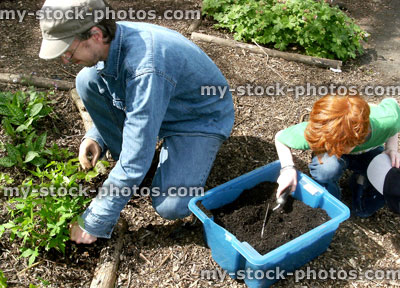 Stock image of family of father and son gardening / weeding together