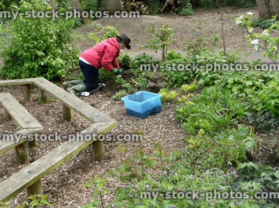 Stock image of person weeding an overgrown woodland garden