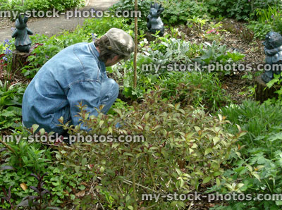 Stock image of person weeding a woodland garden border