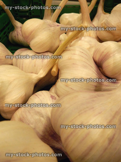 Stock image of garlic bulbs / cloves at supermarket, fruit and vegetable shop, greengrocer