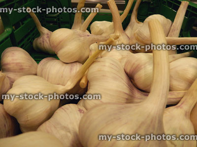Stock image of garlic bulbs / cloves at supermarket, fruit and vegetable shop, greengrocer