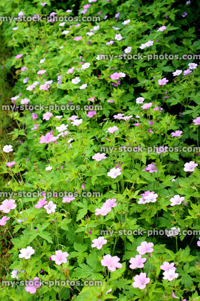 Stock image of pink flowers on Geranium oxonianum 'Wargrave Pink' plant