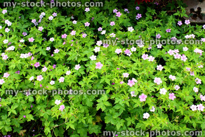 Stock image of pink flowers on Geranium oxonianum 'Wargrave Pink' plant